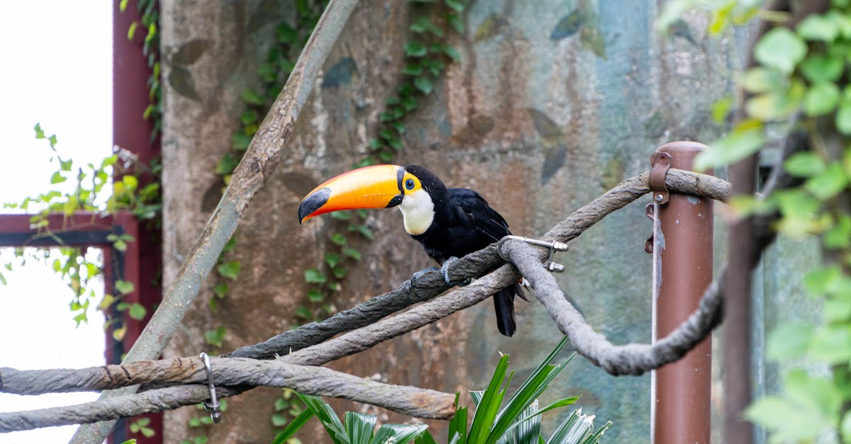 découvrez le brazilian blowout, un traitement capillaire révolutionnaire qui lisse, hydrate et renforce vos cheveux tout en éliminant les frisottis. idéal pour un look soigné et brillant, ce soin durable vous permet de profiter de cheveux magnifiques et faciles à coiffer pendant plusieurs mois.